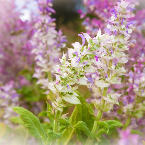 Eterično olje muškatne kadulje - Salvia sclarea